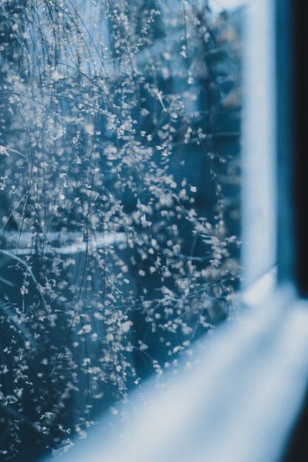 Ethereal view through a window showcasing abstract natural details in cool tones.