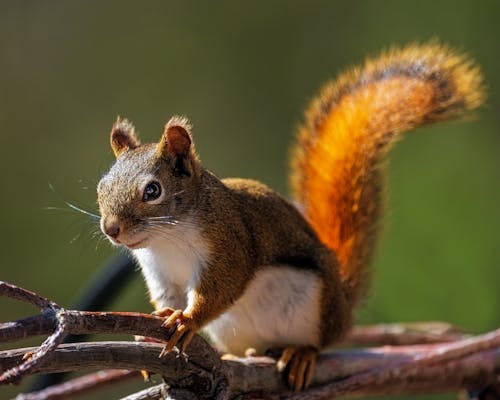 Free Close-Up Shot of Squirrel on a Tree Branch Stock Photo