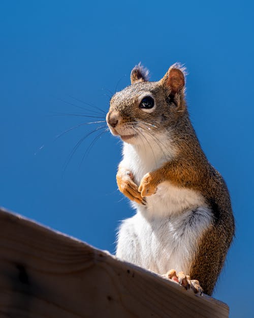 Close-Up Shot of Squirrel