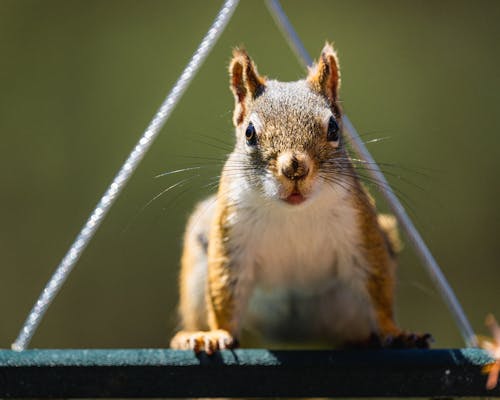 Close Up Photo of a Rodent