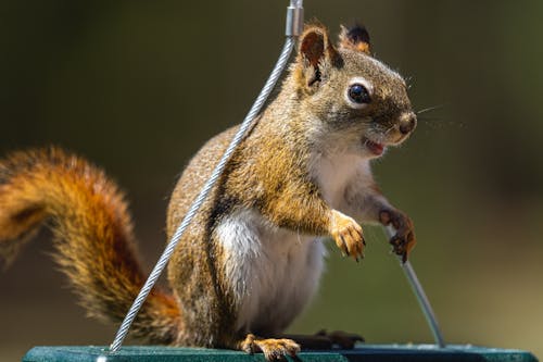 Kostnadsfri bild av däggdjur, djur, djurfotografi