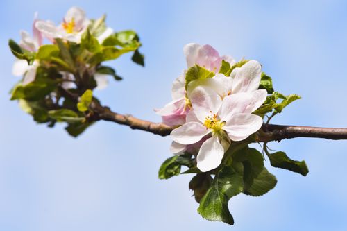 Free Beautiful cherry blossoms blooming in spring against a clear blue sky. Stock Photo