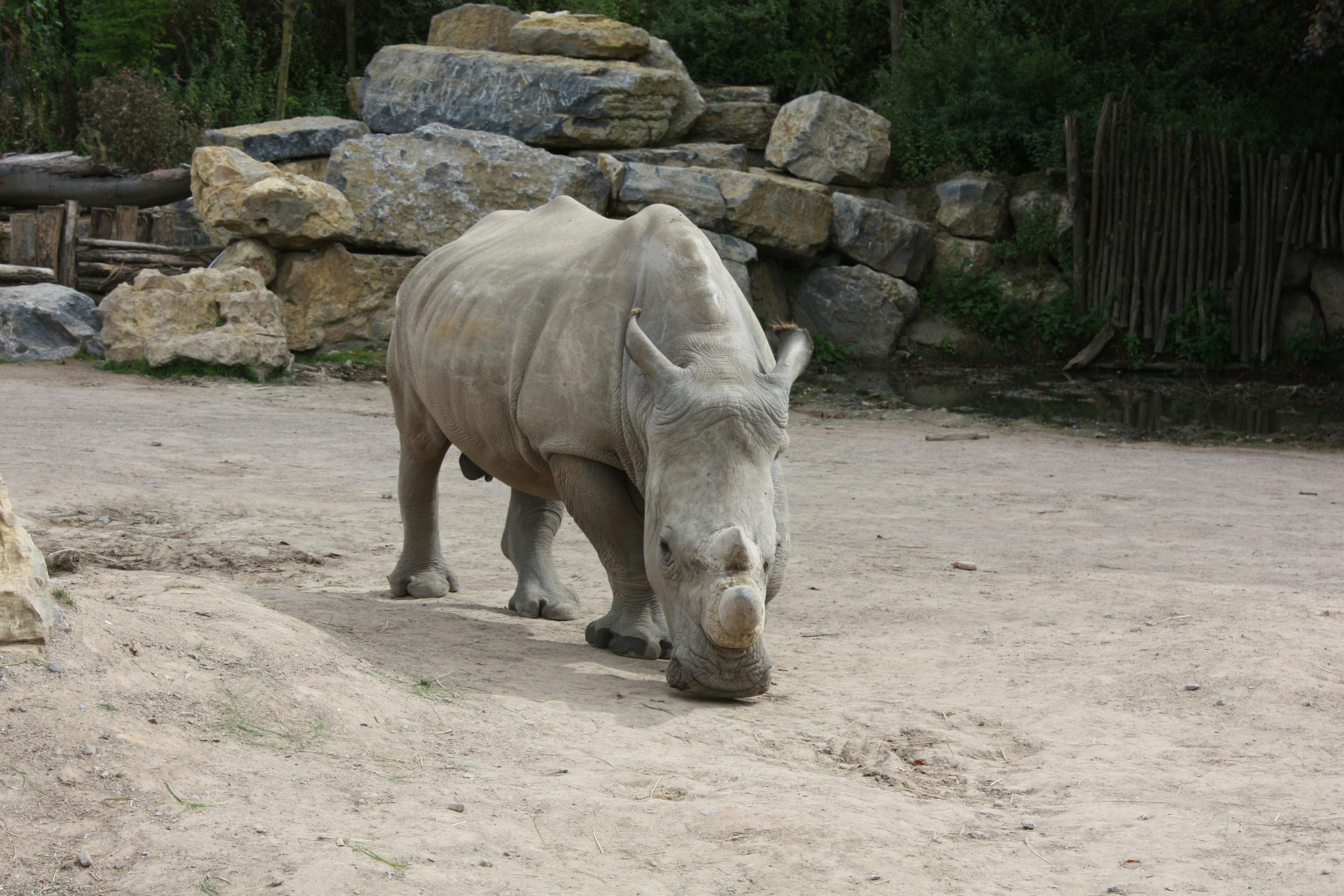 Gray Rhinoceros in Close-up Photography · Free Stock Photo