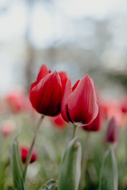 Close-Up Shot of Red Tulips