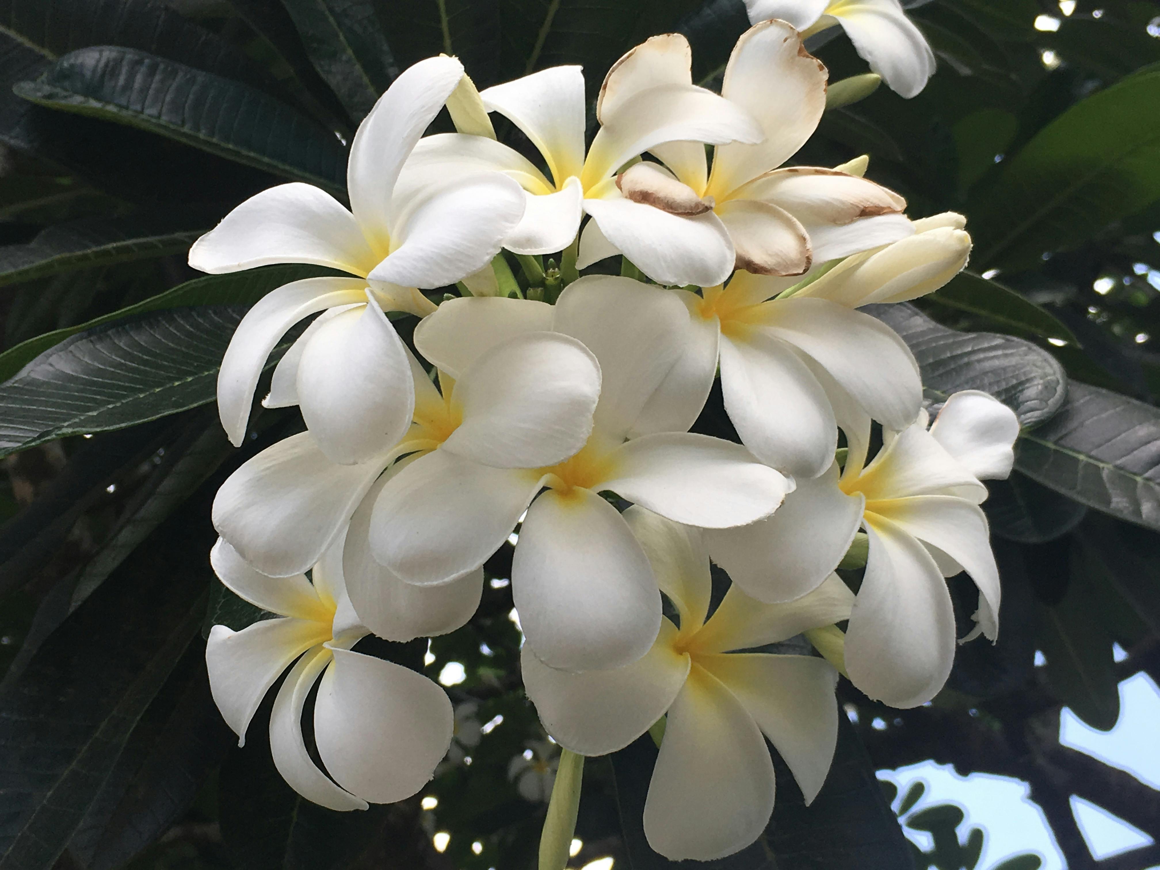 Free Stock Photo Of White Frangipani Flower