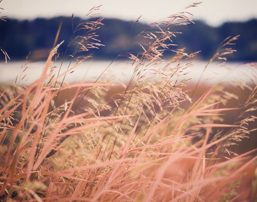 Free Close-up of gently swaying grasses in a sunlit meadow, capturing the essence of summer. Stock Photo