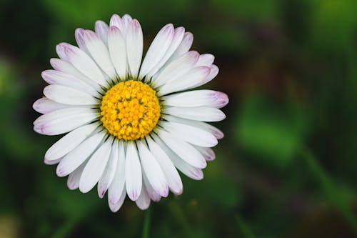 Close-Up Shot of a White Daisy in Bloom