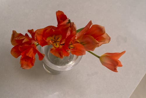 Foto d'estoc gratuïta de aeri, taronja, tulipes