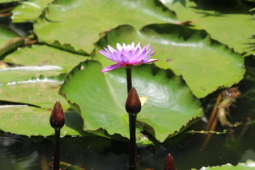 Close-up Photography of Purple Water Lily in Bloom