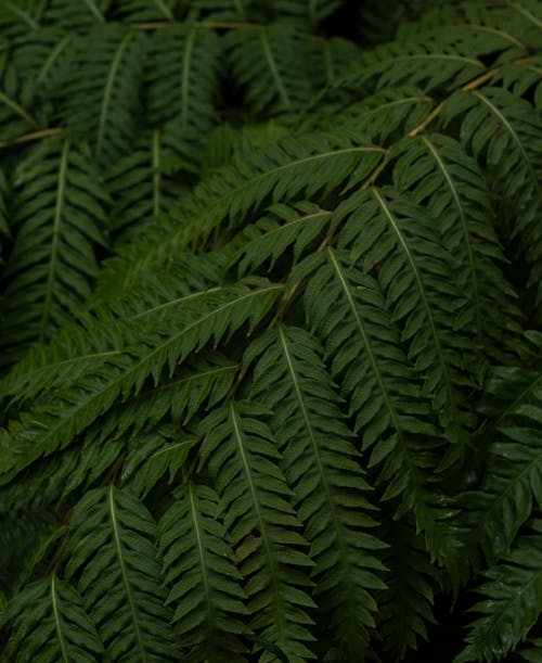 Green fern leaves in dense forest