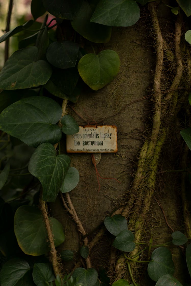 Tree Trunk With Leaves And Liana