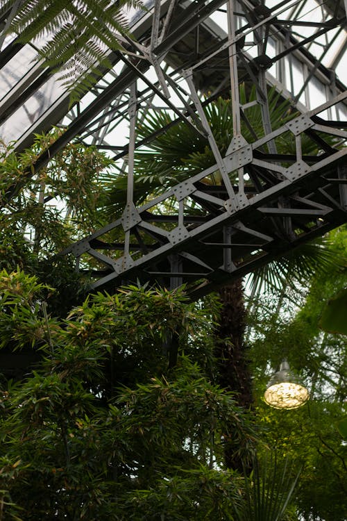 Metal construction in glasshouse with lush vegetation