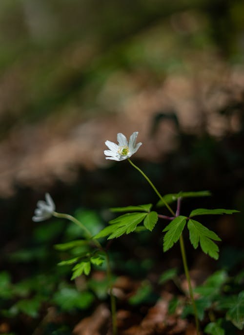 Close-Up Shot of a White Flower in Bloom