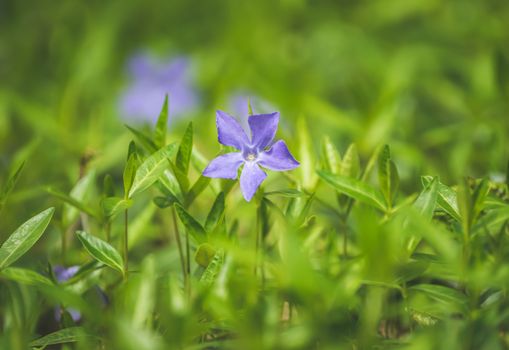 Selective Focus Photo of Blooming Periwinkle