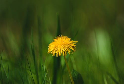 Shallow Focus Photo of Delicate Dandelion