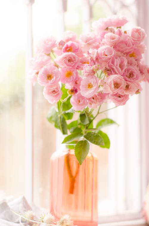 Pink Wilting Flower in a Black Vase · Free Stock Photo