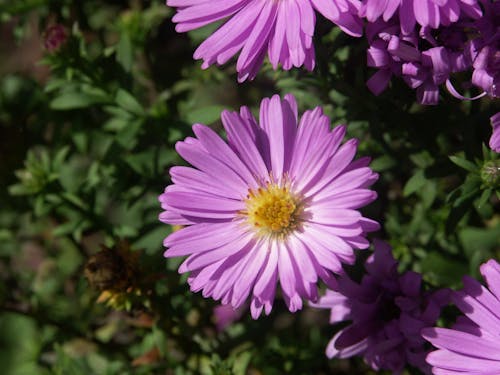 Purple Petal Flower · Free Stock Photo