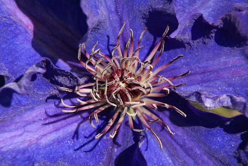 Foto stok gratis alam, berbunga, bidikan close-up yang ekstrem
