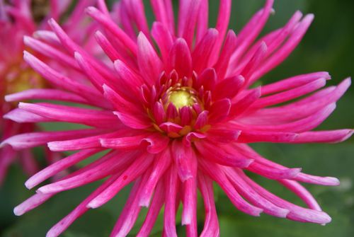 Free A stunning close-up photograph of a pink dahlia flower in full bloom, showcasing vibrant petals. Stock Photo