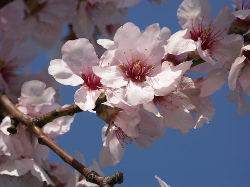 Free Close Up of Cherry Blossoms  Stock Photo