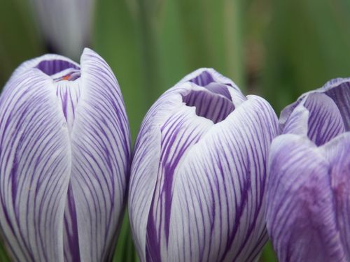 Free Detailed close-up of purple and white striped crocus flowers in bloom, showcasing vibrant petals against a green background. Stock Photo