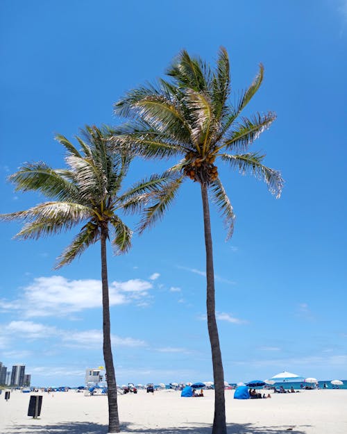 Бесплатное стоковое фото с берег моря, вертикальный выстрел, кокосовые пальмы