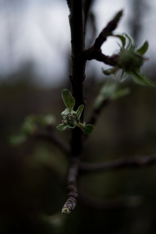 Free stock photo of apple blossom, apple tree, greenery Stock Photo