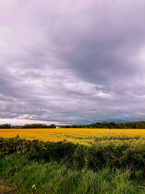 Cloudy sky over blooming meadow in countryside