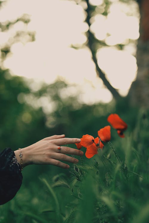 Female touching red blooming poppy flowers in nature
