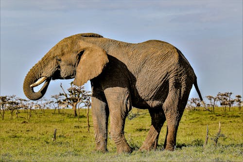 Free Photo of Elephant on Grass Stock Photo