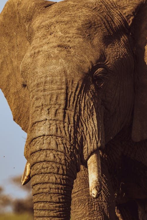 Immagine gratuita di avvicinamento, elefante africano del cespuglio, fauna selvatica