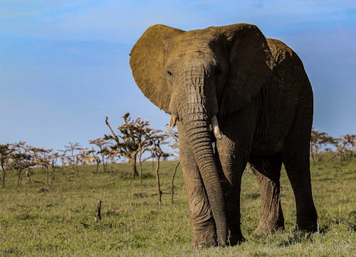 An Elephant on a Grassy Field