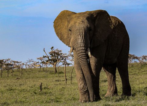 A majestic African elephant (Loxodonta africana) in its natural habitat, showcasing wildlife beauty.