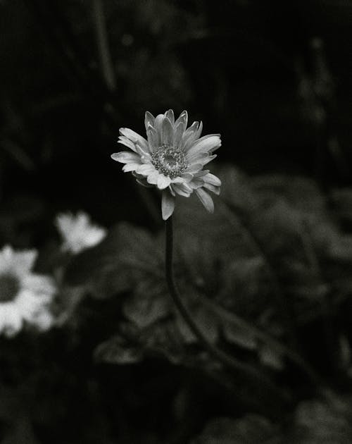 Black and white high angle of gerbera flower growing on thin stalk in grassy garden