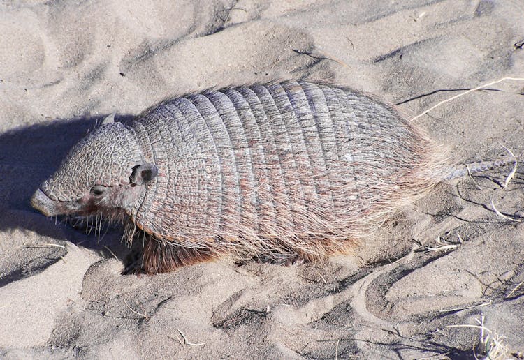 A Screaming Hairy Armadillo 