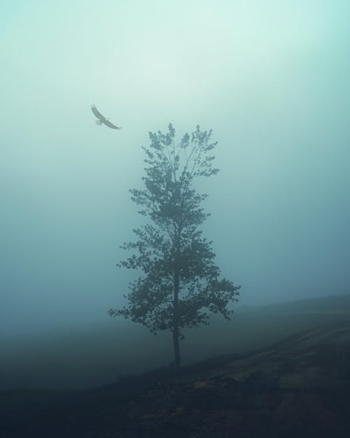 Fotos de stock gratuitas de árbol, con neblina, con niebla
