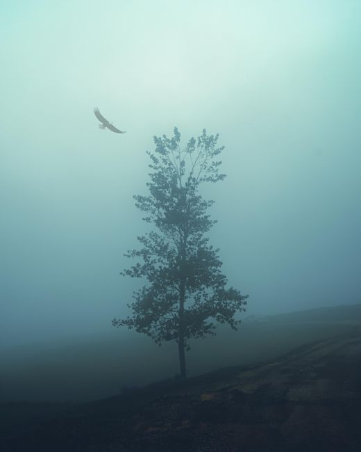 A serene, foggy scene featuring a lone tree and a bird soaring above in Derbent, Bursa, Türkiye.