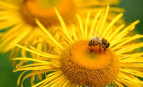 Free A Bee on a Yellow Flower  Stock Photo
