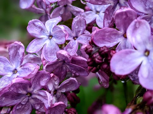 Kostnadsfri bild av blomma, blommig, blomning