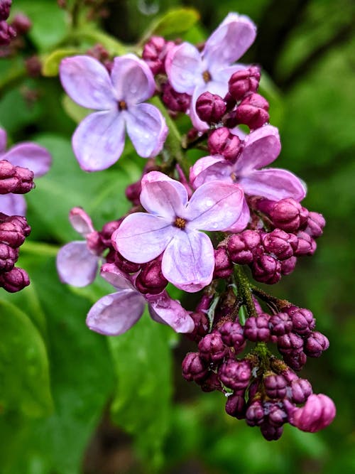 Close-Up Shot of Lilac in Bloom