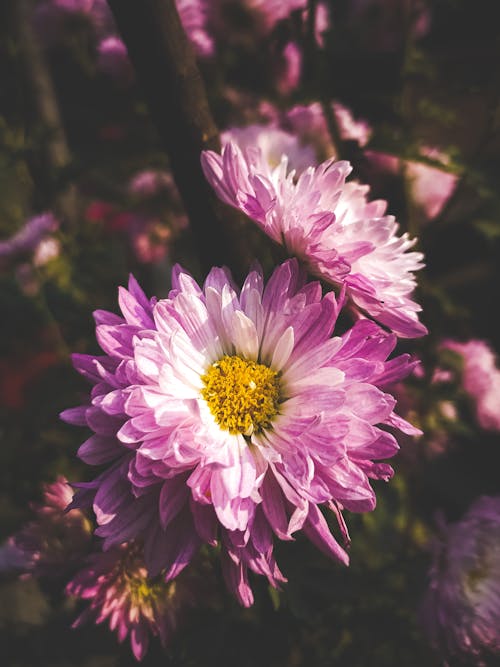Free Close-Up Shot of Purple Chrysanthemums in Bloom Stock Photo