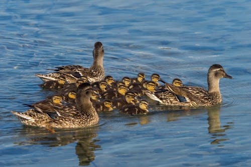 Close-Up Shot of Ducklings Swimming on the Pond