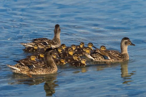 Free Mallard ducks swimming calmly with ducklings in a serene pond in Puglia, Italy. Stock Photo