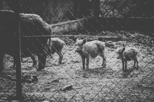 Free Grayscale Photo of Wild Boars Stock Photo