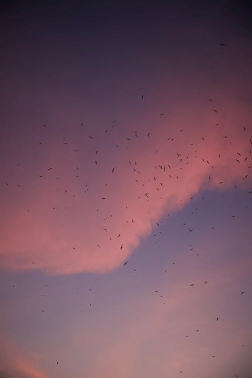 Birds flying in bright red clouds in evening