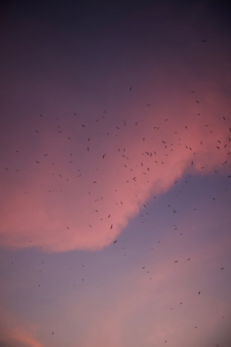 Birds Flying In Bright Red Clouds In Evening