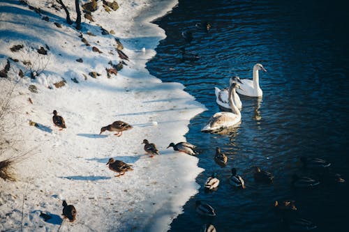 Foto Von Enten In Der Nähe Des Teiches