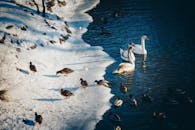 在白雪皑皑、结冰的湖岸上，鸭子和天鹅构成了一幅完美的冬季野生动物场景
