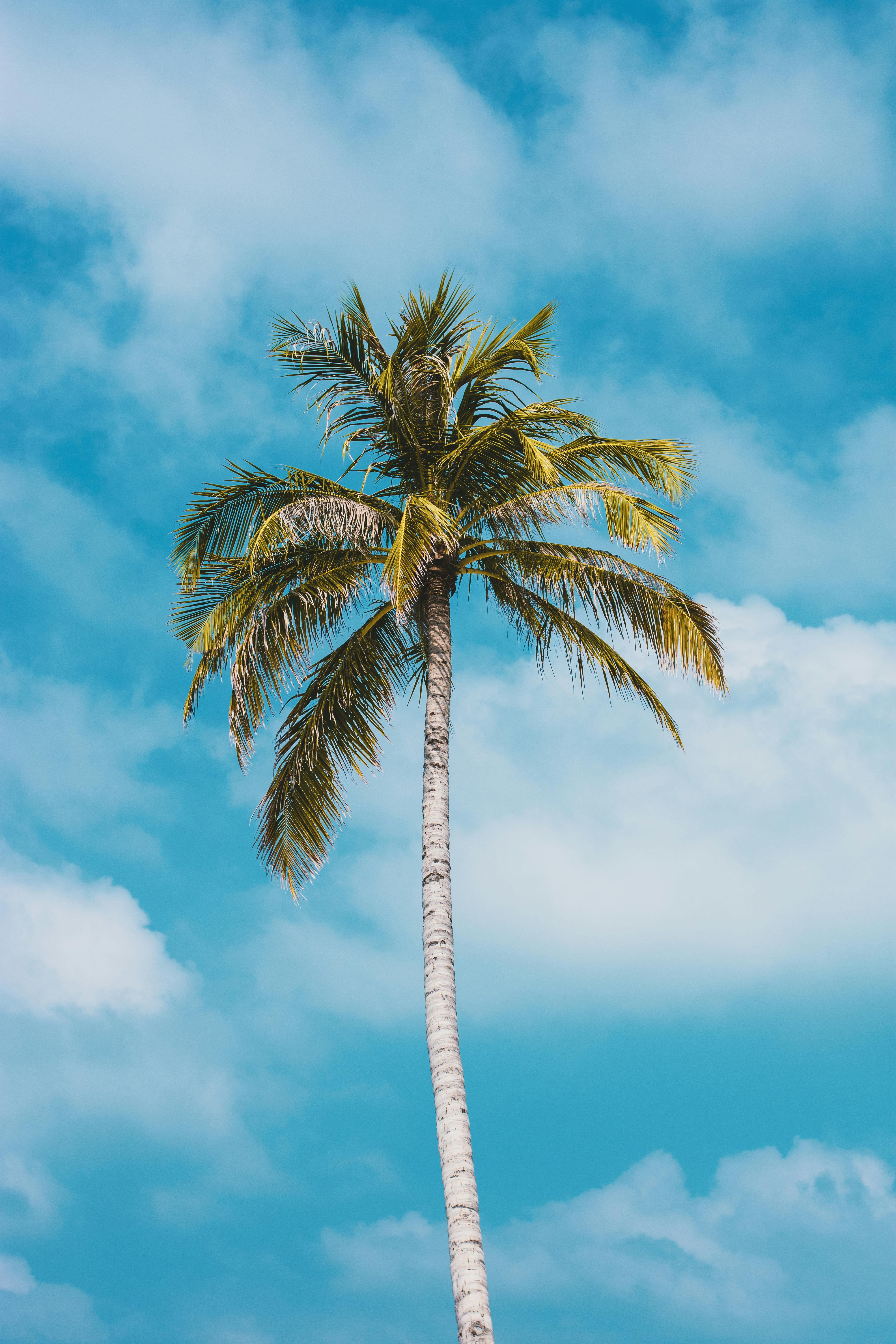 green palm on blue cloudy sky