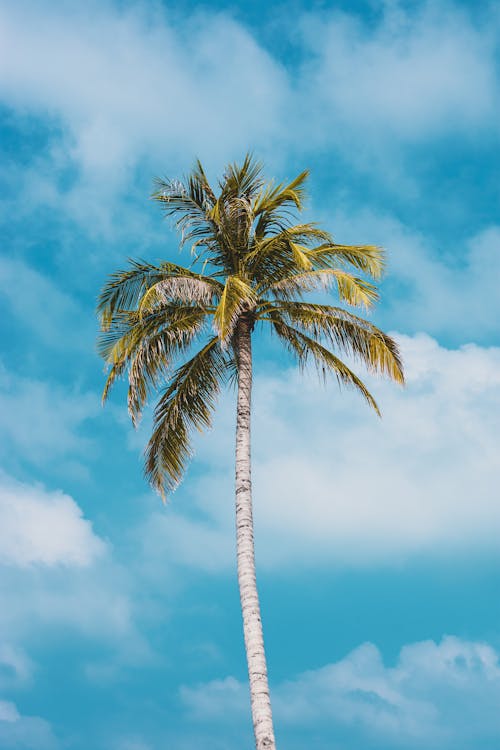 Green palm on blue cloudy sky